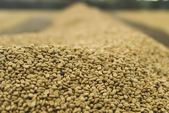 single-origin green beans